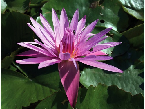 Nymphaea pink capensis