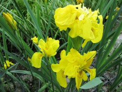 Iris pseudacorus 'Flore Pleno'