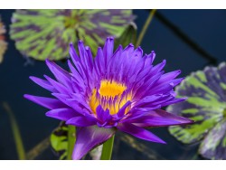 Nymphaea 'Blue Aster'