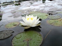Nymphaea 'Queen of the Whites' (Gedye, 1970)