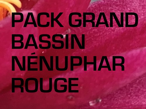 Pack Grand Bassin - Nénuphar rouge