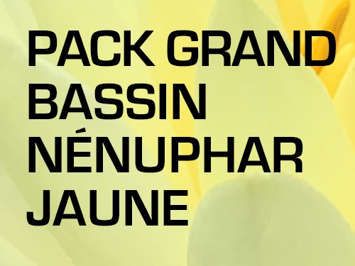 Pack Grand Bassin - Nénuphar jaune