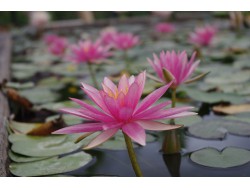 Nymphaea 'Pink Sparkle'