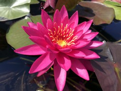 Nymphaea 'Miss Siam'