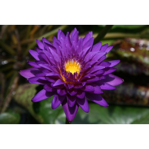 copy of Nymphaea 'Blue Aster'