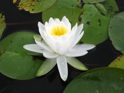 Nymphaea 'Evelyn Stetson' (Stetson, 1986)
