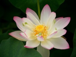 Nelumbo 'Small Three-coloured Lotus'