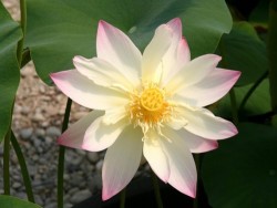 Nelumbo 'Small Three-coloured Lotus'