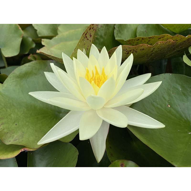 Nymphaea 'Gold Medal'
