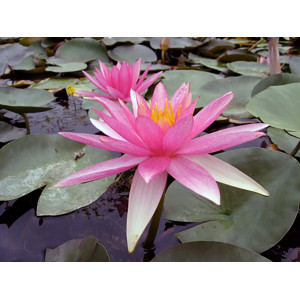 Nymphaea 'Pink Sparkle'