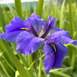 Latour-Marliac Water Iris...