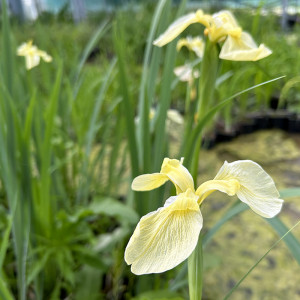 Iris pseudacorus 'Bastardi'