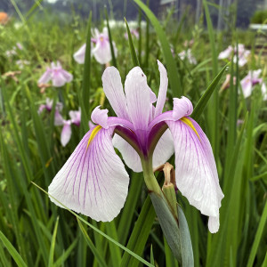 Iris laevigata 'Queen Victoria'
