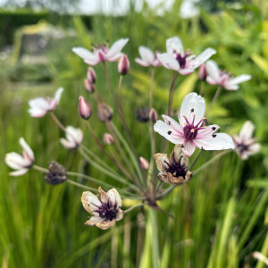 Butomus Umbellatus (Flowering Rush)