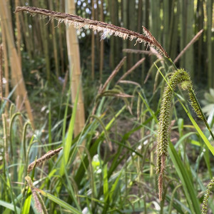 Carex pendula (Laîche à épis pendants)