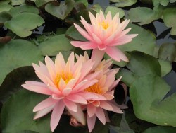 Nymphaea 'Sunny Pink' (Strawn, 1997)