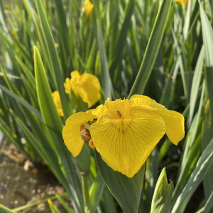 Iris Pseudacorus (Iris de...