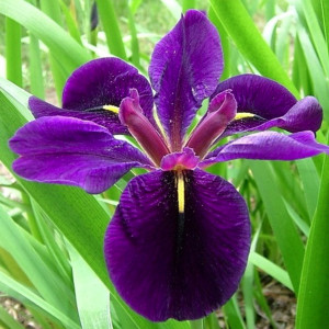 Iris Louisiana 'Black Gamecock'
