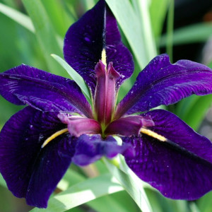 Iris Louisiana 'Black Gamecock'