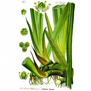 Acorus Calamus (Acore vert)