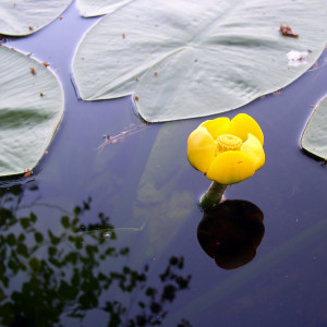 Nuphar Lutea (Cow Lily)