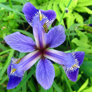 Iris Versicolor (Iris...