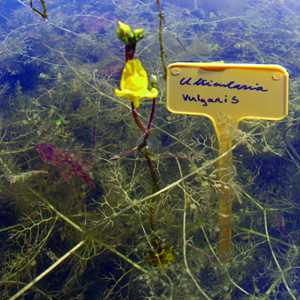 Utricularia Vulgaris (Utriculaire)