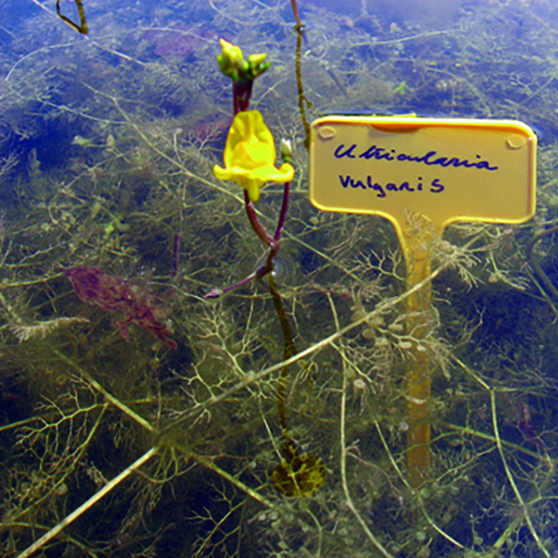 Utricularia Vulgaris (Utriculaire)