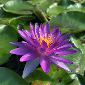 Nymphaea 'Violicious' (Mike Giles, 2009)