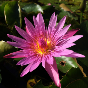 Nymphaea pink capensis
