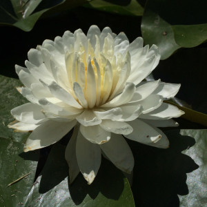 Nymphaea 'White 1000 Petals'