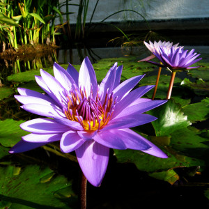 Nymphaea 'Director George...