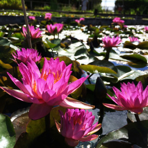 Nymphaea 'Siam Marble'