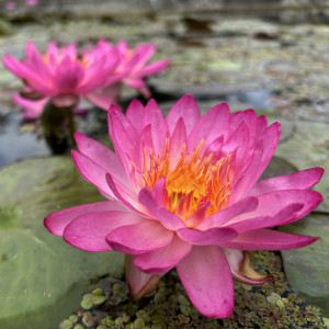 Nymphaea 'Siam Pink'
