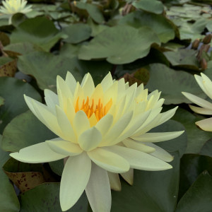 Nymphaea 'Gold Medal'