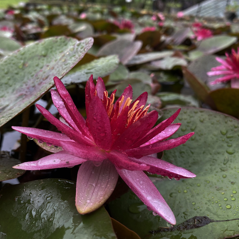 Nymphaea 'Perry's Red Star'