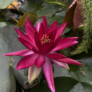 Nymphaea 'Perry's Red Beauty'
