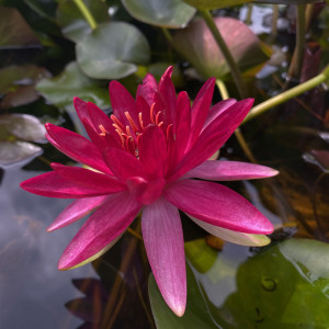 Nymphaea 'Perry's Red Glow'