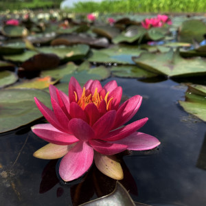 Nymphaea 'Perry's...