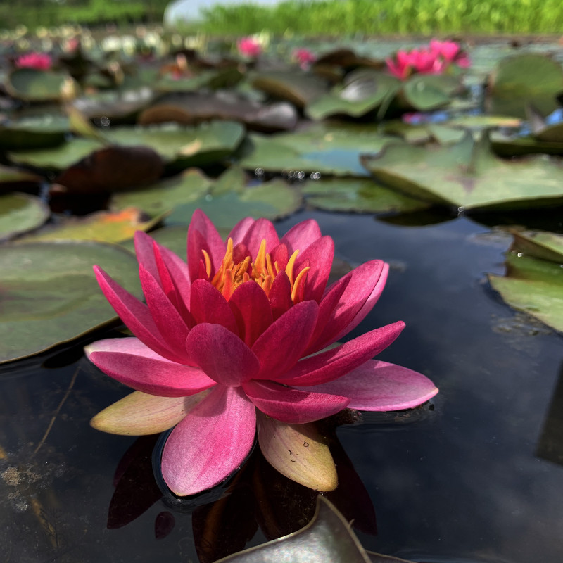 Nymphaea 'Perry's Strawberry Pink'