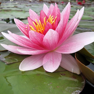 Nymphaea 'Perry's Pink...