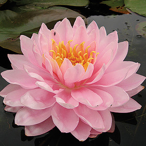 Nymphaea 'Lily Pons'