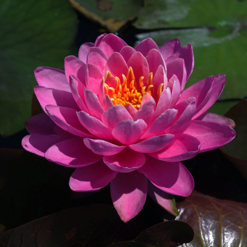 Nymphaea 'Perry's Fire Opal'