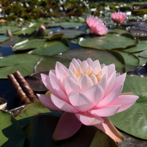 Nymphaea 'Norma Gedye'