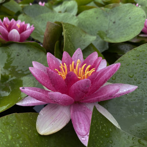 Nymphaea 'Radiant Red'