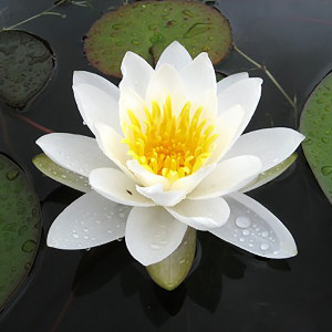 Nymphaea 'Queen of the Whites'