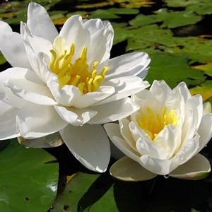 Nymphaea 'Perry's White...