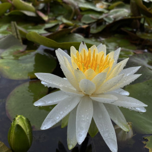 Nymphaea 'Evelyn Stetson'