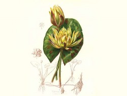 Nymphaea Mexicana (Espèce)