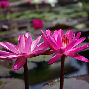 Nymphaea 'Emily Grant Hutchings'